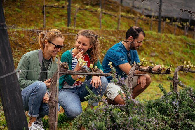 PRIVATE Day Trip Through Enchanting Douro Valley by Car & Boat - Porto to the Douro Valley: the drive that makes the day feel worth it
