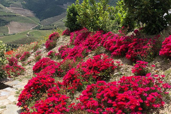 Private Douro Valley Tour Includes Wine Tasting and Boat Tour - After lunch cruise: what the Douro River time really gives you