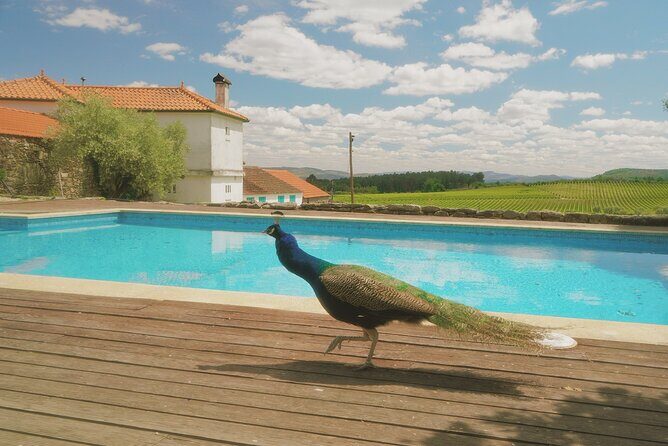 Private Douro Valley Tour with Lunch & Wines - Amarante green wine: the easy, delicious start you’ll actually remember