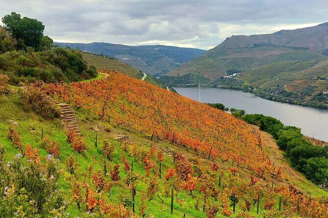 Private Douro Valley UNESCO Wine Tour from Porto with Lunch - The guide experience: why Hugo gets named
