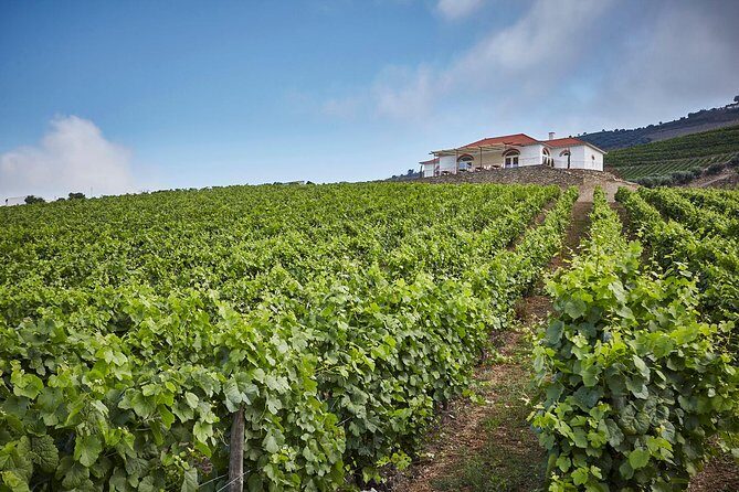 Private Douro Valley visit to three vineyards with Lunch from Porto - Sabrosa Lunch at the Winery: Four Courses and Pairings You Can Actually Plan Around