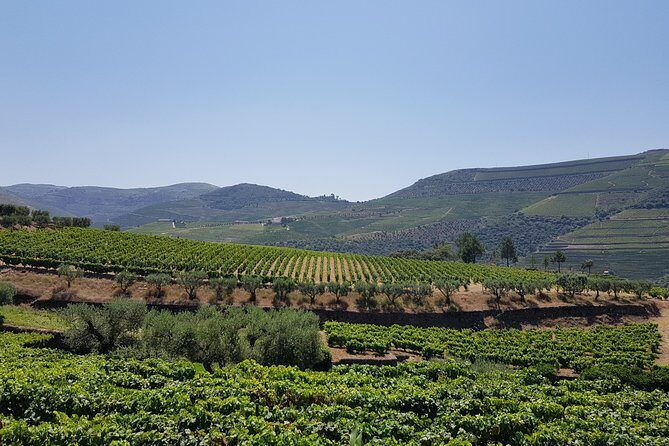 Private Douro Valley visit to three vineyards with Lunch from Porto - Guides Matter: When Paulo, João, or Others Turn It From a Tour Into a Day
