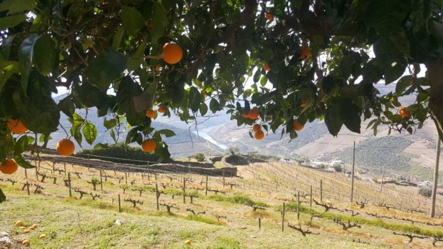 Private Tour: Douro Valley Wine and Food From Porto - Wine Tasting Expectations (Including Language Reality)