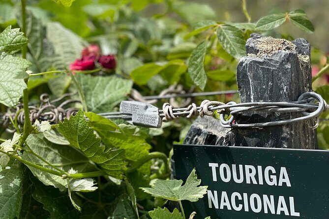 Private Tour From Porto To Douro Valley With River Boat Ride - Pinhão lunch: northern Portuguese food plus Douro DOC wine