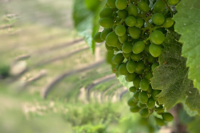 Private Tour From Porto To Douro Valley With River Boat Ride - Casal de Loivos: DOC wine plus olive oil in a village setting