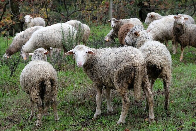 Traditional Cooking Class, Farm Tour & Lunch in the Douro Valley - Meet Fábio (and Alfredo when he’s around): hospitality that turns into conversation